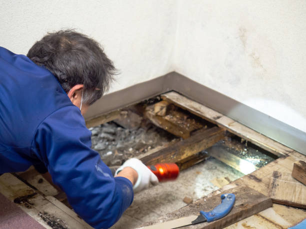 Attic Mold Removal in Sewanee, TN