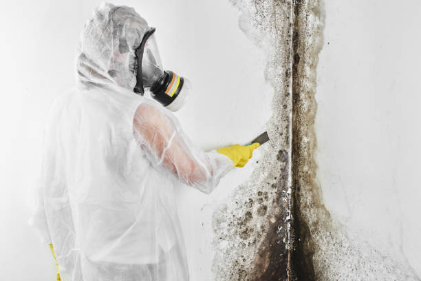 Best Same-Day Mold Removal  in Sewanee, TN