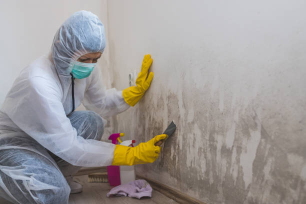 Mold Removal Process in Sewanee, TN