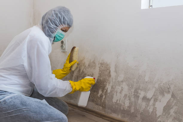 Best Black Mold Removal  in Sewanee, TN