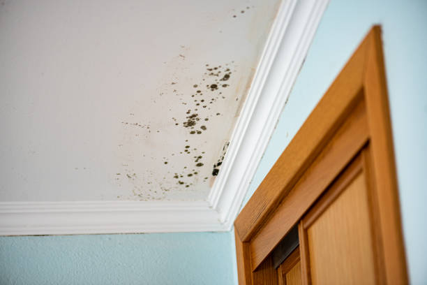 Best Professional Mold Removal  in Sewanee, TN