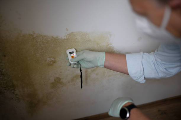 Best Mold Remediation  in Sewanee, TN