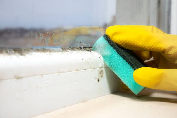 Best Commercial Mold Removal  in Sewanee, TN