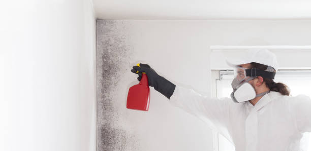 Professional Mold Removal in Sewanee, TN